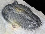 Prone Hollardops Trilobite - Excellent Prep #40127-3